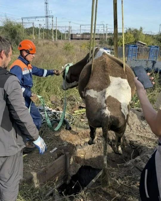 Стельную корову вытащили минусинские спасатели из двухметровой ямы в посёлке Зеленый Бор (Минусинский округ) Стельную корову вытащили минусинские спасатели из двухметровой ямы в посёлке Зеленый Бор (Минусинский округ)