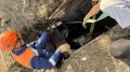 Стельную корову вытащили минусинские спасатели из двухметровой ямы в посёлке Зеленый Бор (Минусинский округ)
