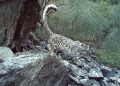 19 снежных барсов насчитали в Саяно-Шушенском заповеднике