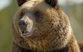 Число отстреленных медведей в Хакасии дошло до 160