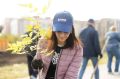 В Абакане высаживают деревья