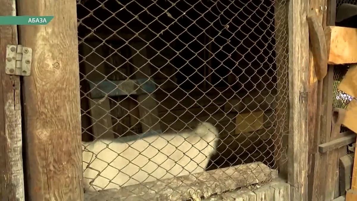 Съемочная группа NotaBene побывала в гостях у охотника, который защищает Абазу от нашествия медведей