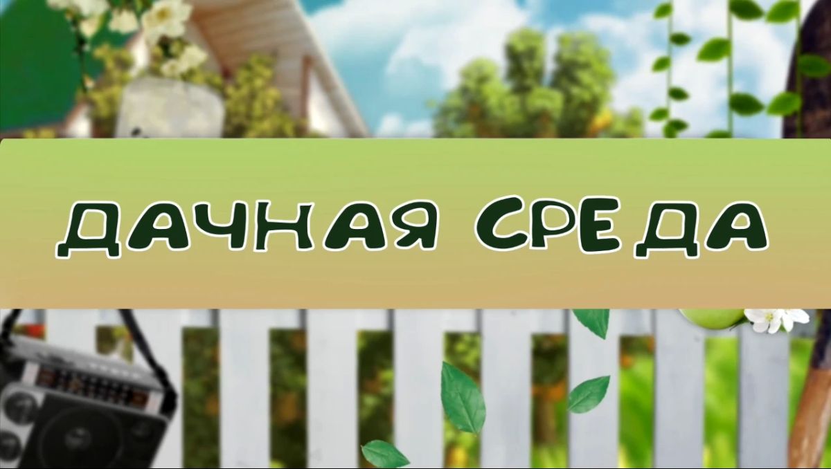 Время "Дачной среды" сегодня на Абакан24