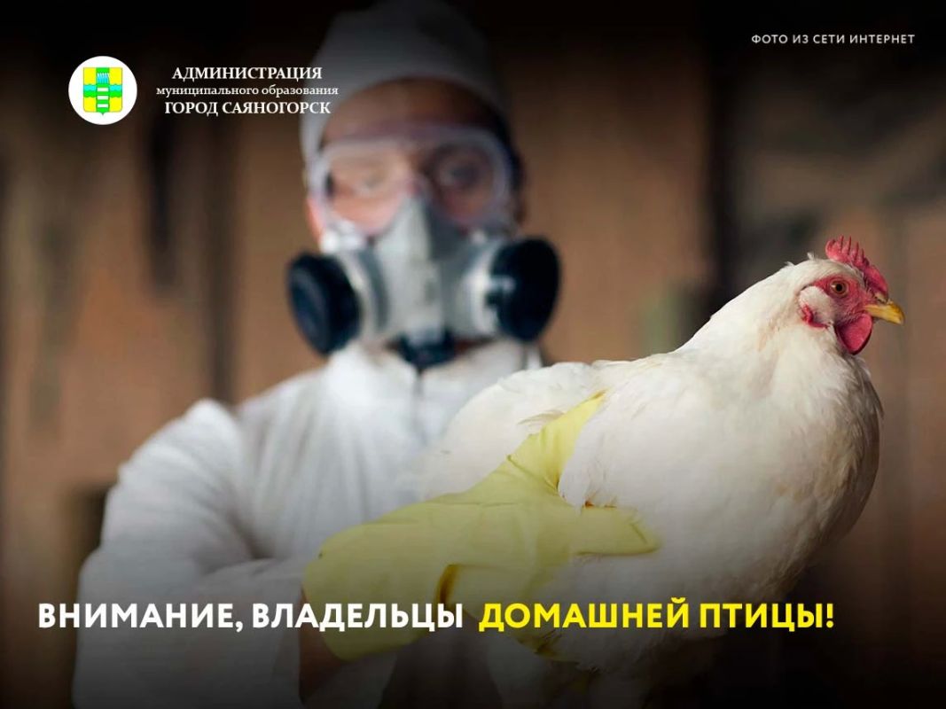 ГБУ РХ «Саяногорская ветстанция» сообщает: в рабочем поселке Майна выявлен очаг болезни Ньюкасла (псевдочумы) птиц в личном подворье